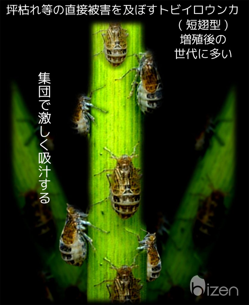 トビイロウンカは集団で稲を枯らす