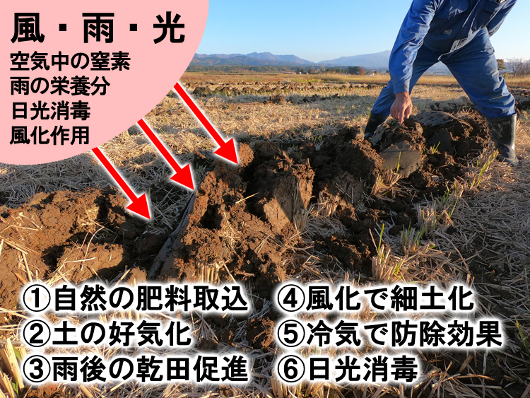 溝掘りをすると有効 1．自然の肥料を取り込む 2．土が好気性になる 3．雨の後も田んぼが乾きやすい 4．風化されて土が細かくなる 5．冷気で防除効果がある 6．日光や紫外線で消毒ができる