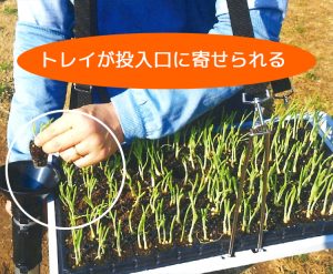 スピード苗トレー